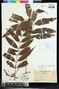 Goniophlebium rajaense image