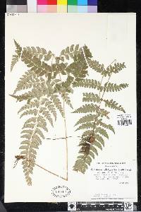 Polystichum platyphyllum image