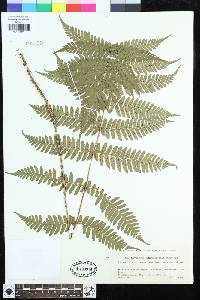 Dryopteris erythrosora image