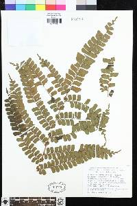 Didymochlaena truncatula image