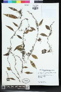 Lemmaphyllum rostratum image