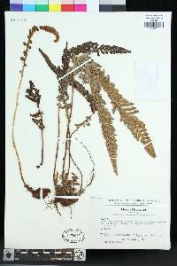 Polystichum polyphyllum image