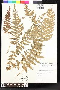 Polystichum andersonii image