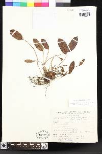 Elaphoglossum lindenii image