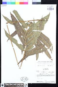 Meniscium arborescens image