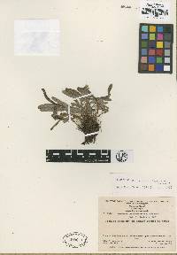 Pterozonium steyermarkii image