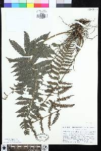 Steiropteris valdepilosa image