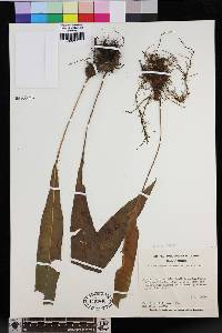 Elaphoglossum ellipticifolium image