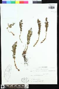 Dryopteris alpestris image