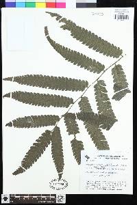 Goniopteris pennata image