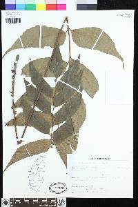 Cyrtomium taiwanense image