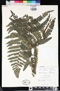 Megalastrum aripense image