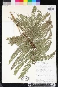 Polystichum muricatum image