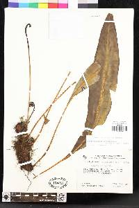 Elaphoglossum sporadolepis image