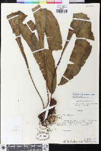 Elaphoglossum subarborescens image
