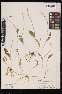 Ophioglossum gracile image