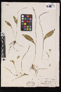Ophioglossum gracile image