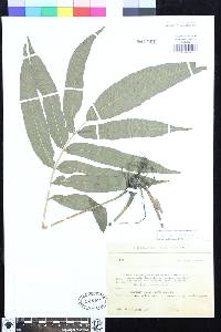 Meniscium lanceum image