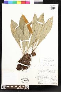 Elaphoglossum styriacum image