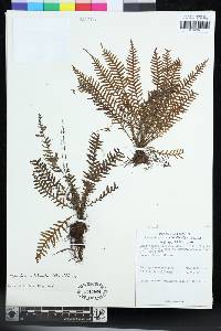 Tomophyllum subfalcatum image