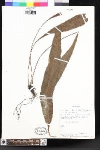 Elaphoglossum laminarioides image