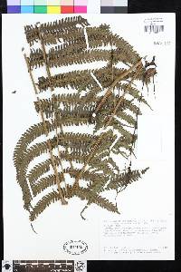 Steiropteris leprieurii image