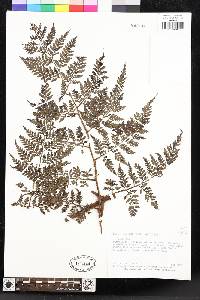 Lastreopsis killipii image