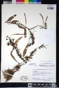 Pleopeltis fructuosa image