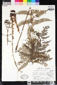 Polystichum muricatum image