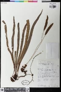 Elaphoglossum eximium image