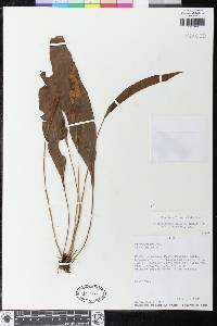 Elaphoglossum discolor image