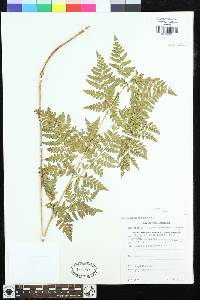 Dryopteris athamantica image