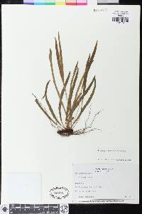 Elaphoglossum succubus image