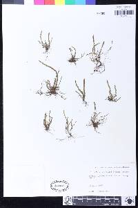 Stenogrammitis saffordii image