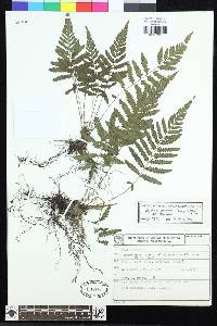 Amauropelta saxicola image