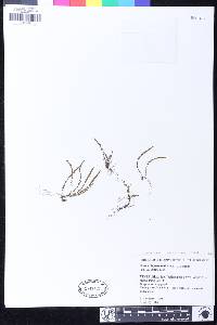 Stenogrammitis jamesonii image
