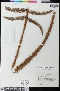 Polystichum bonapartii image