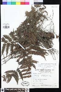 Steiropteris leprieurii image