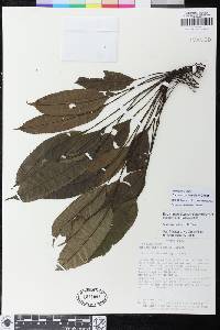 Danaea carillensis image