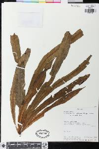 Elaphoglossum auricomum image