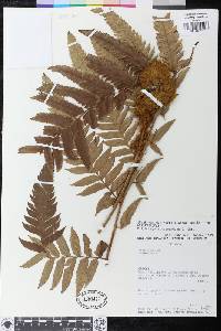 Polybotrya altescandens image