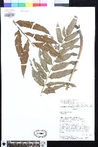 Meniscium serratum image