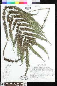 Pseudocyclosorus esquirolii image