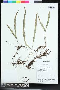 Lepisorus pseudoussuriensis image