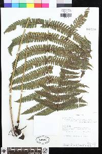 Steiropteris leprieurii image