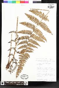 Polystichum platyphyllum image