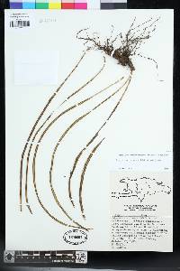 Campyloneurum angustifolium image