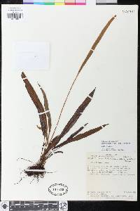 Elaphoglossum tectum image