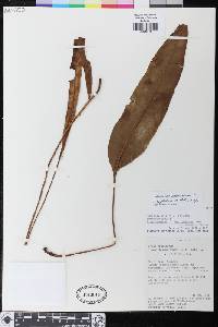 Elaphoglossum oophyllum image