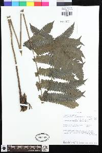Goniopteris lugubriformis image